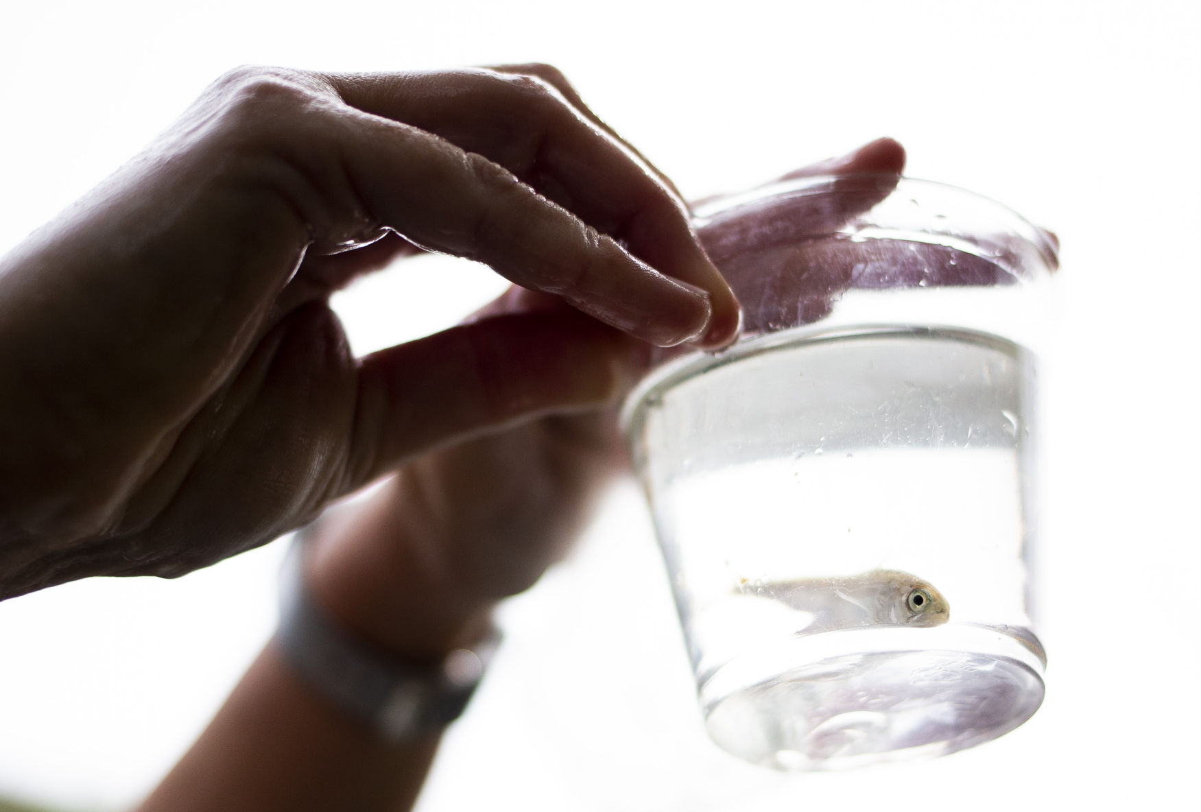 April 29, 2020 | Salmon in the Classroom